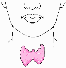 Effect of Fluoride on the Thyroid Gland